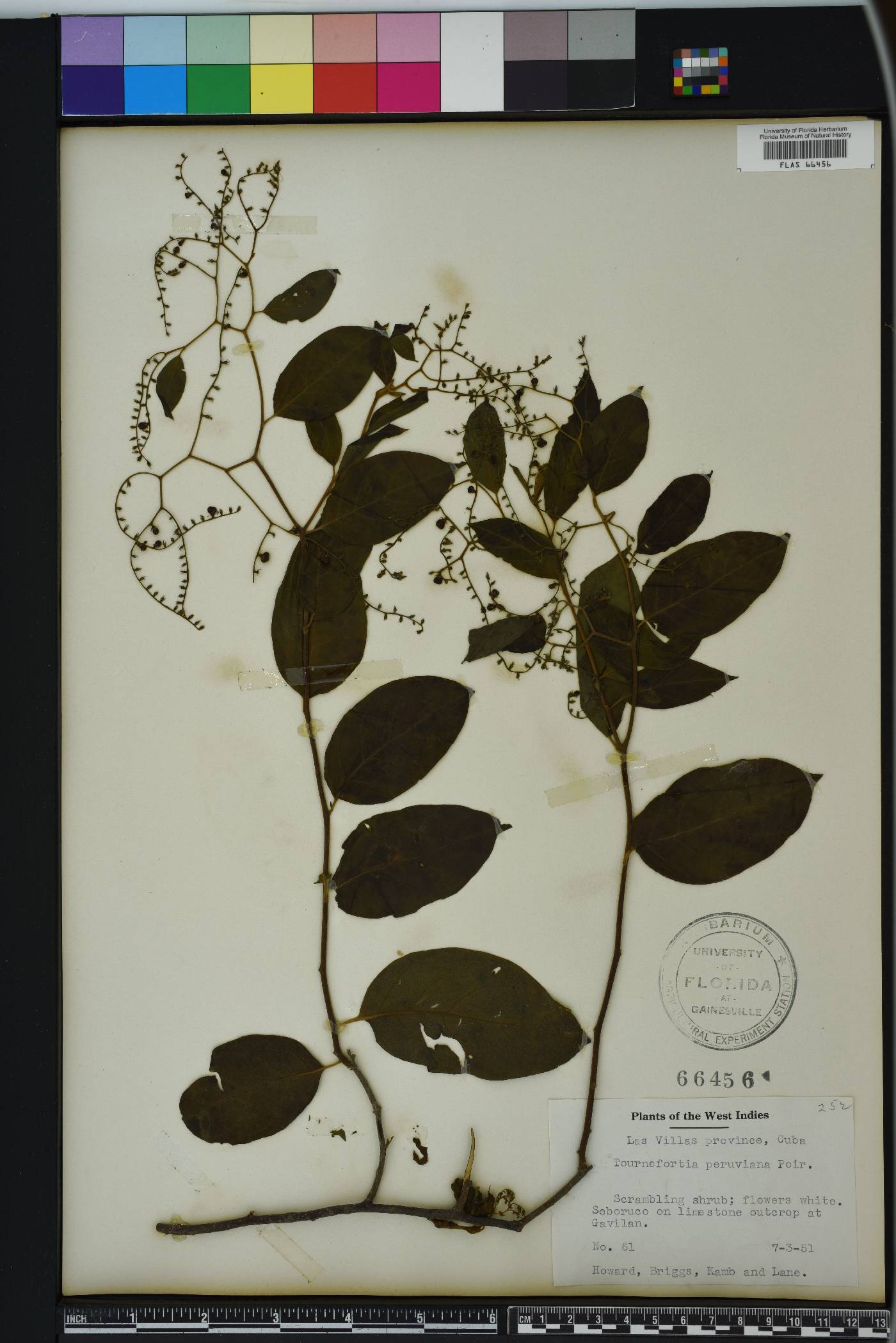 Myriopus maculatus image