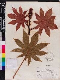 Ricinus communis image