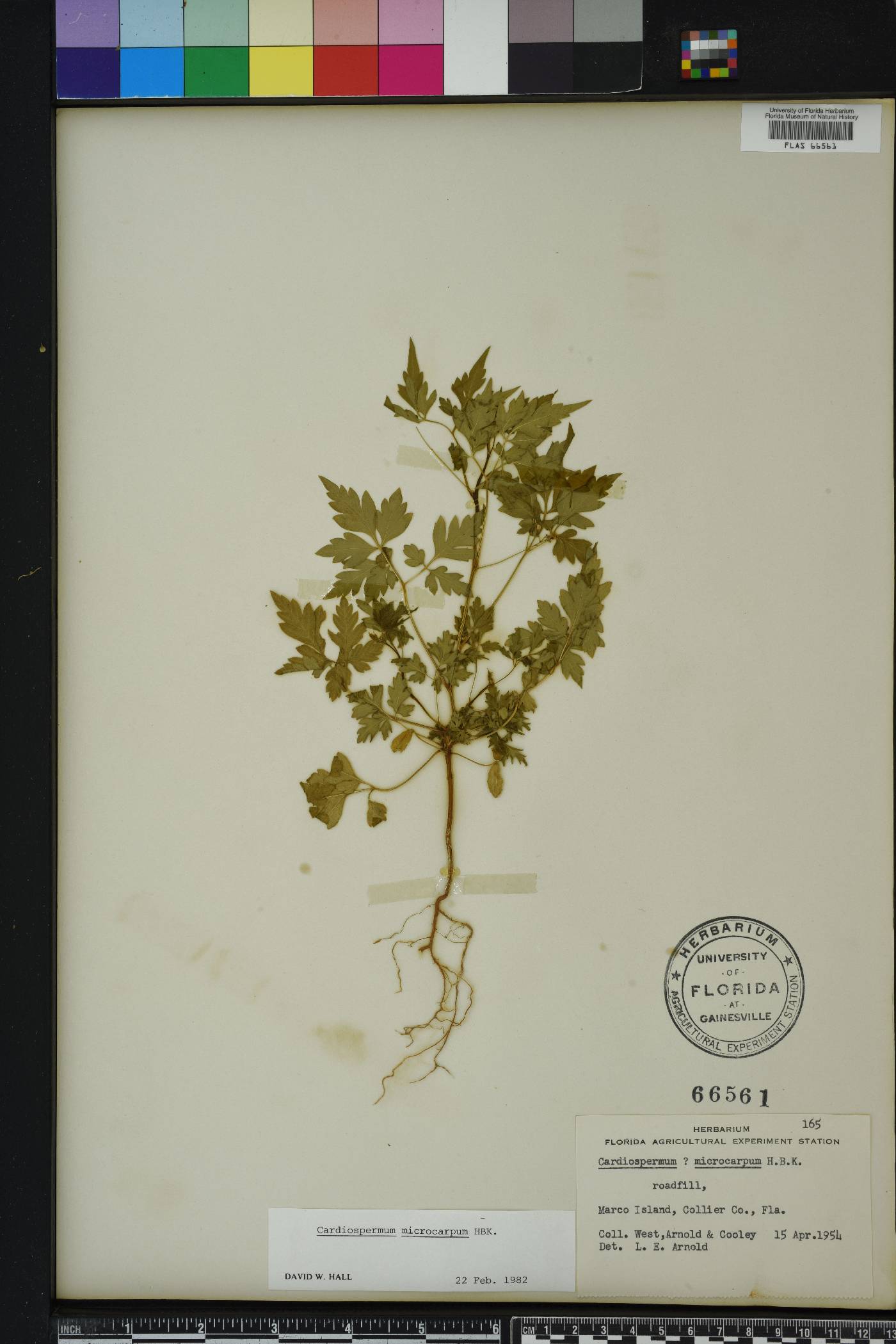 Cardiospermum microcarpum image