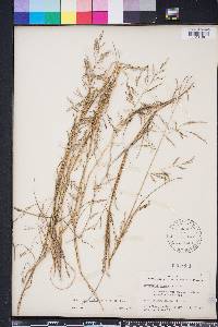 Image of Eragrostis scaligera