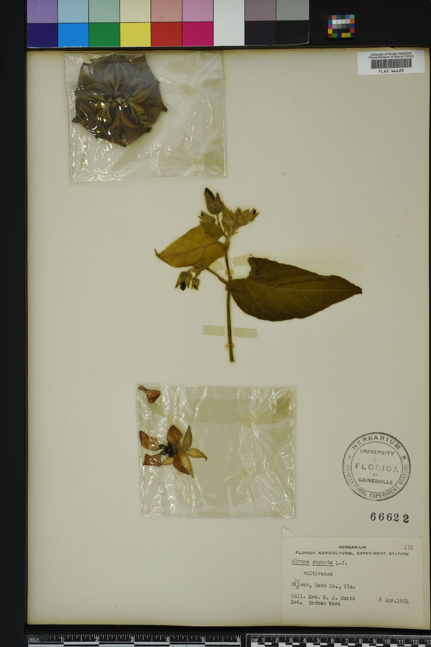 Abroma augusta image