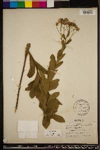 Oclemena reticulata image