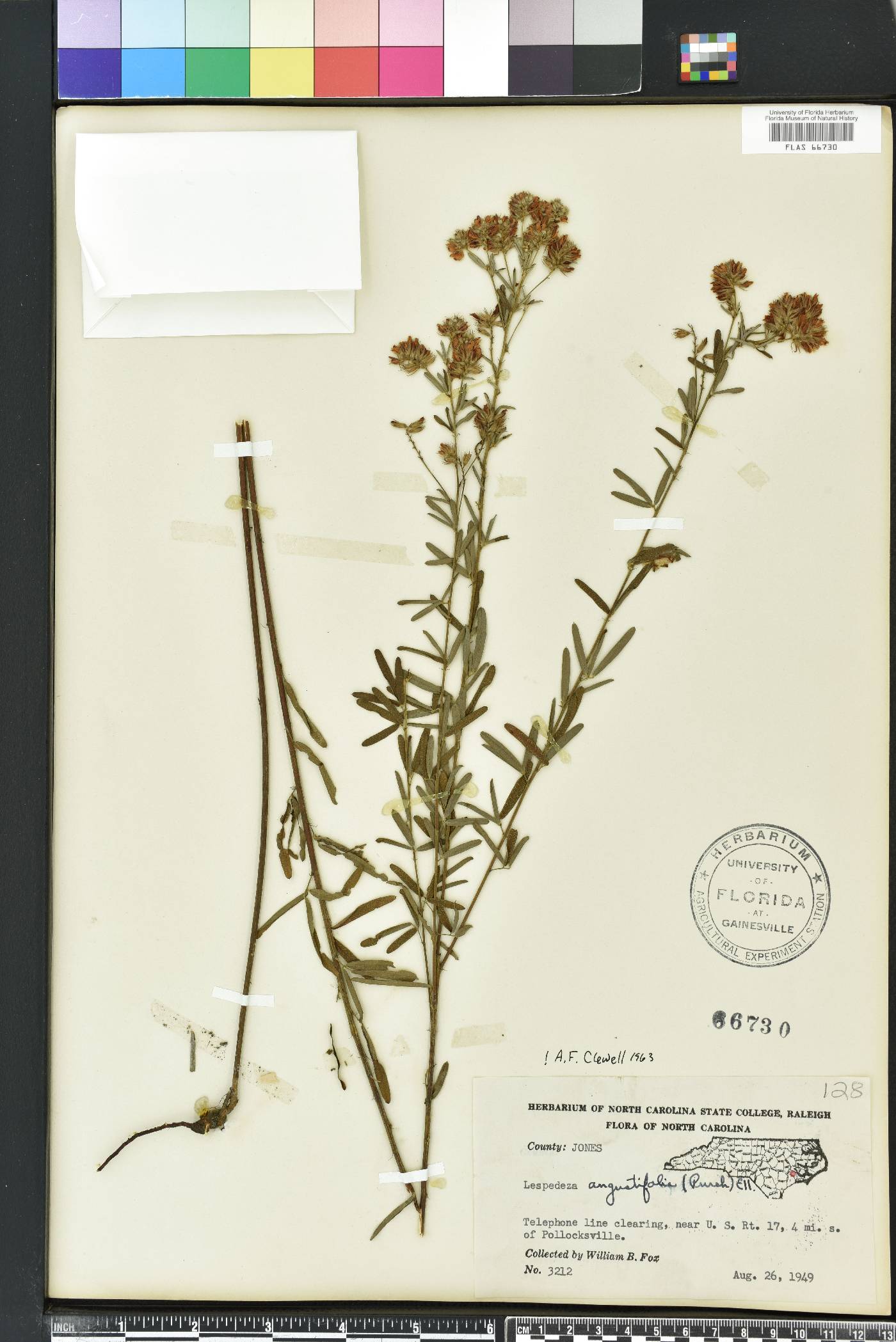 Lespedeza angustifolia image