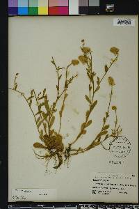 Polygala lutea image