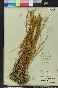 Eleocharis cellulosa image