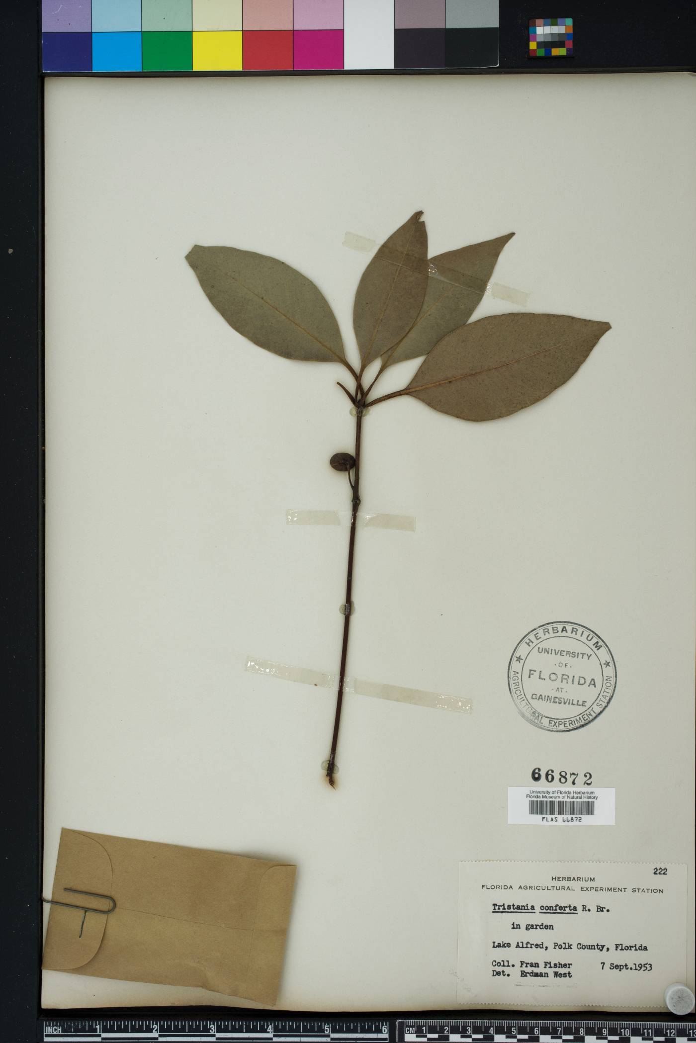 Lophostemon confertus image