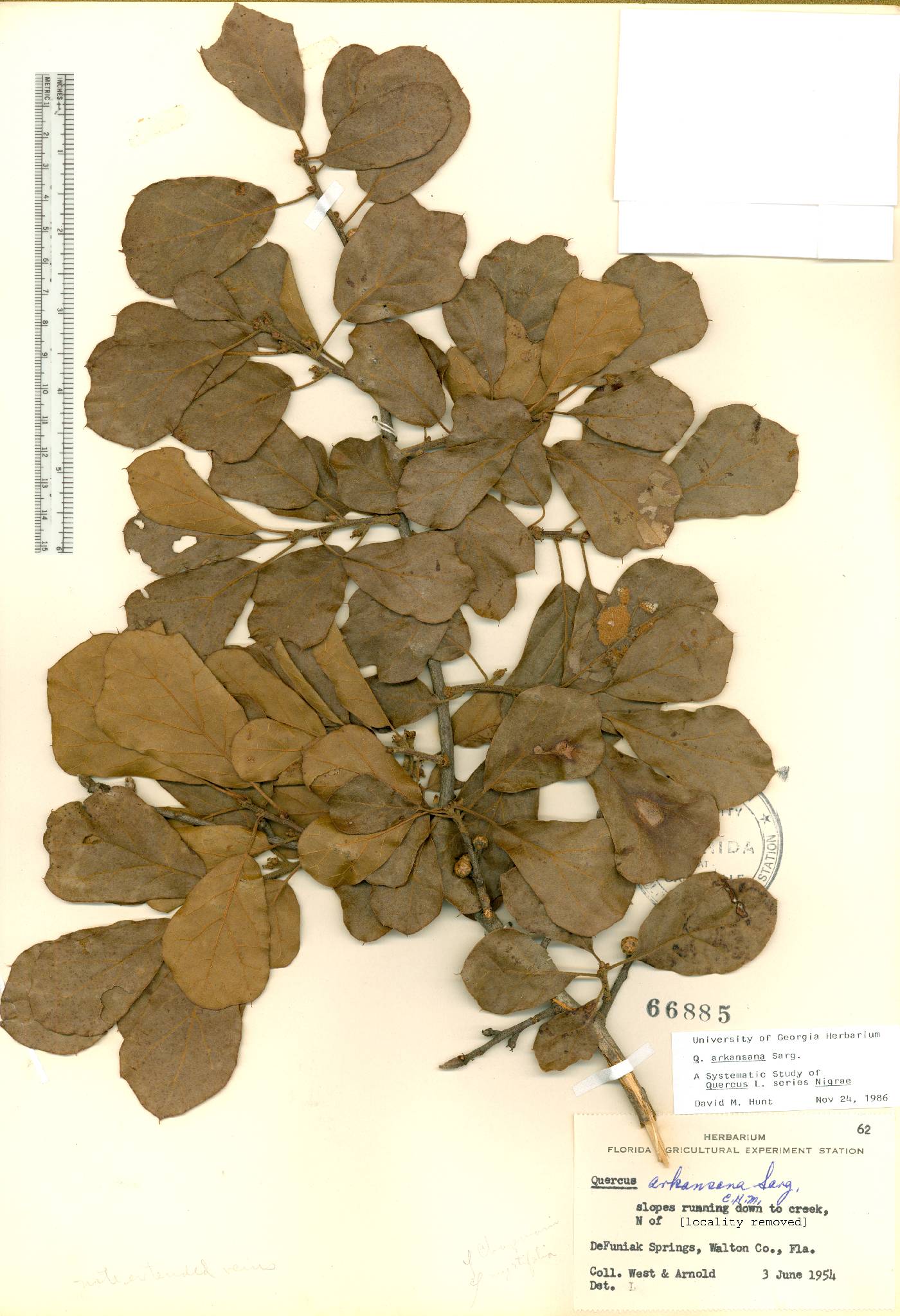 Quercus arkansana image