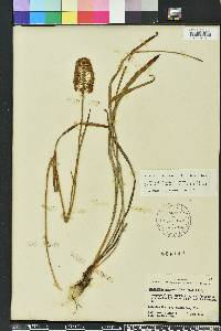 Amianthium muscitoxicum image