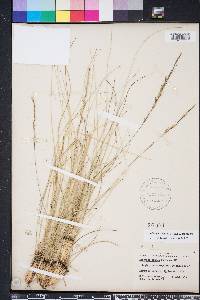 Aristida stricta image