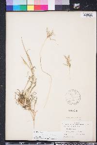 Bothriochloa pertusa image