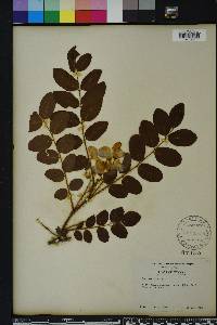 Robinia hispida image