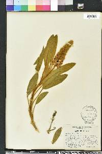 Lupinus villosus image