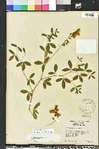 Baptisia albescens image