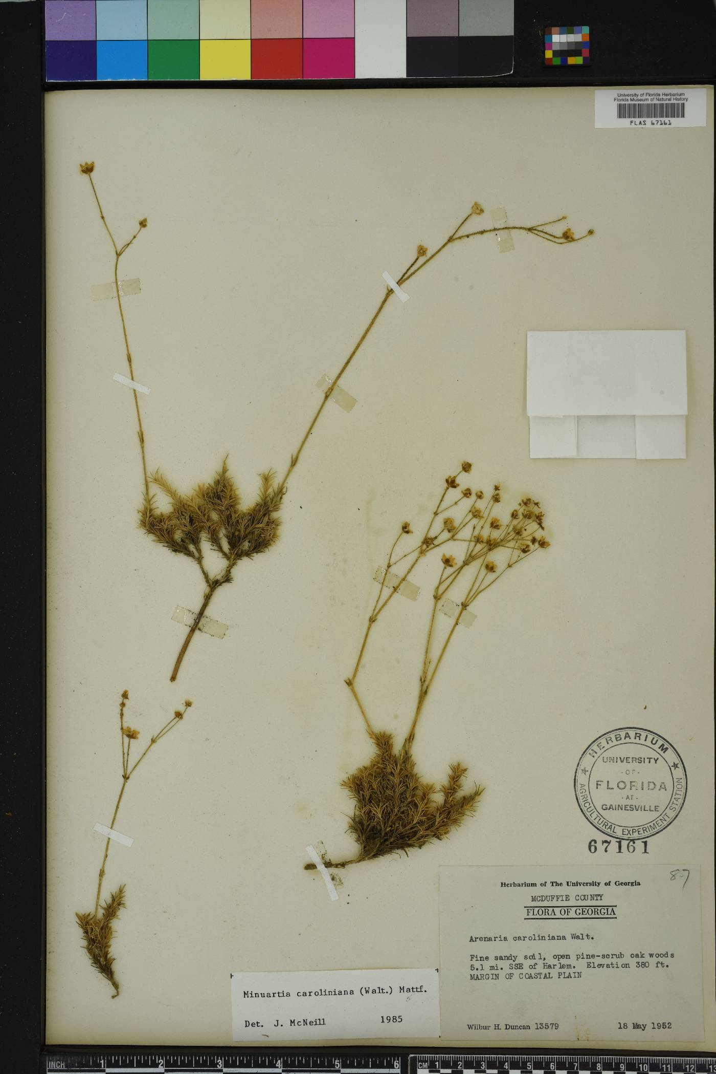Sabulina caroliniana image