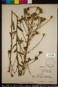 Symphyotrichum patens image