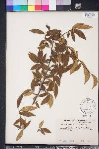 Ulmus alata image