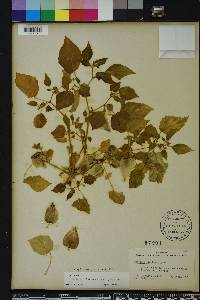 Physalis pubescens image