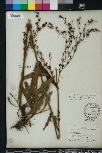 Penstemon multiflorus image