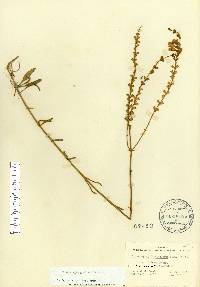 Physostegia godfreyi image