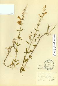 Scutellaria glabriuscula image