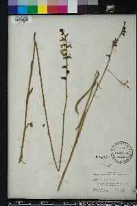 Lobelia floridana image