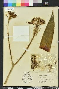 Aloe perfoliata image