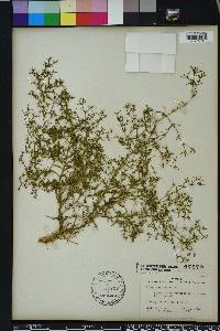 Polypremum procumbens image