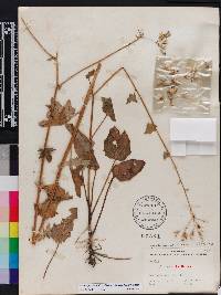 Arnoglossum diversifolium image