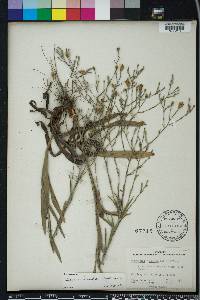 Pityopsis graminifolia image