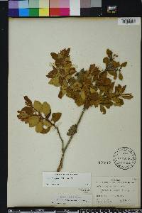 Lyonia ferruginea image