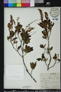 Clethra alnifolia image