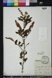 Clethra alnifolia image