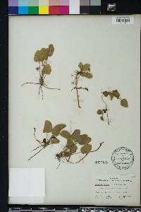 Centella asiatica image