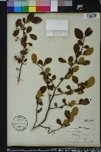 Styrax americanus image