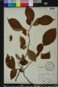 Halesia diptera image