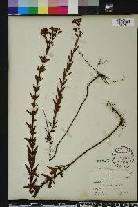 Hypericum cistifolium image
