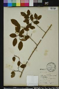 Berchemia scandens image