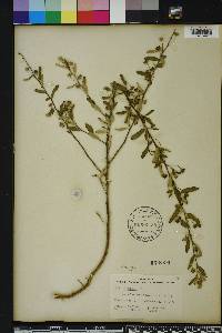 Sida rhombifolia image