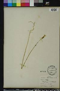 Polygala incarnata image