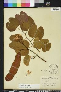 Bauhinia glabra image