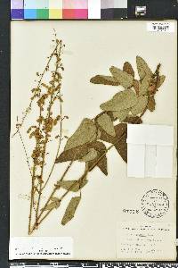 Desmodium floridanum image