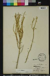 Salicornia ambigua image