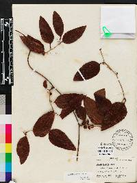 Smilax walteri image