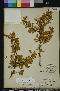Crataegus michauxii image