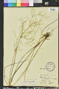 Juncus pelocarpus image