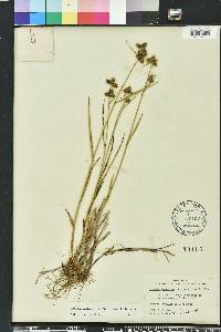 Fuirena breviseta image