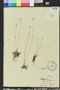 Eriocaulon lineare image