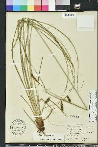 Carex glaucescens image