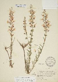 Dicerandra linearifolia image