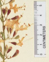 Dicerandra linearifolia image